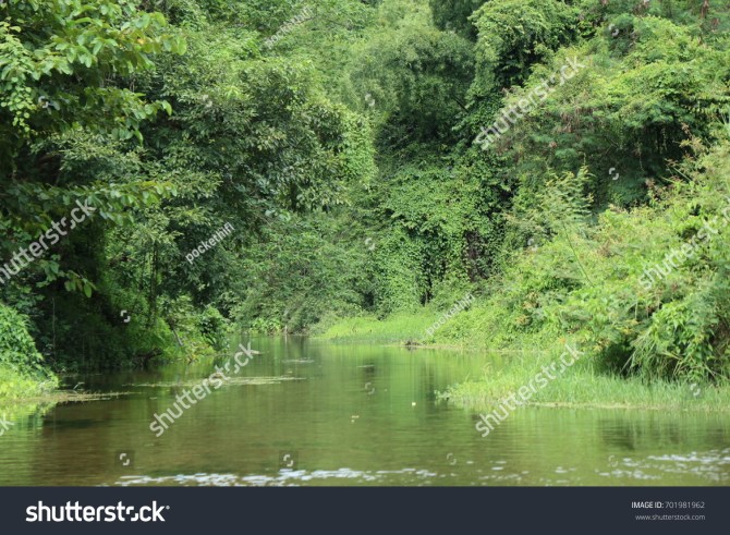 stock-photo-tree-in-the-jungle-with-river-701981962